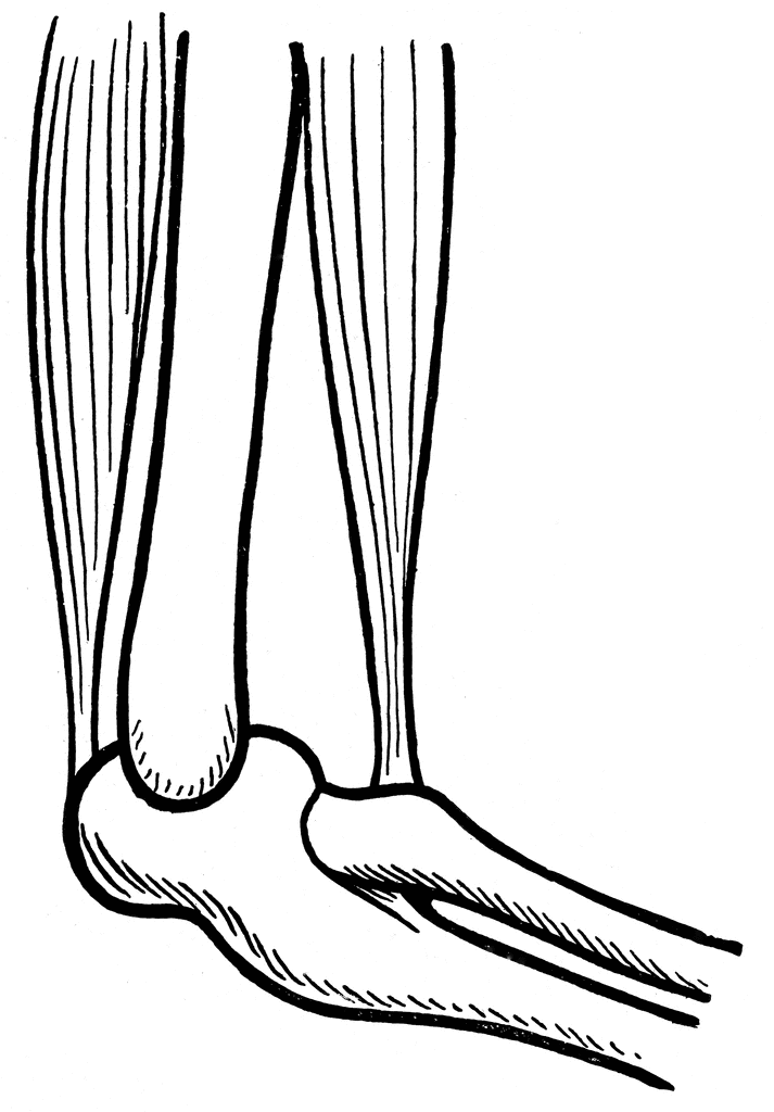 Joint etc . Elbow clipart muscle