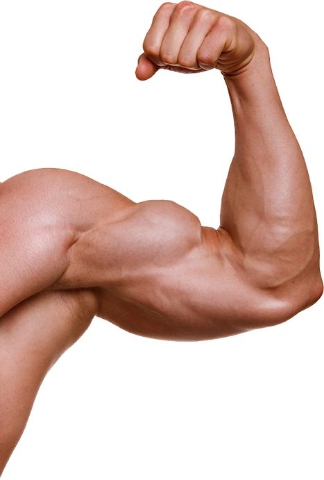 muscle clipart voluntary muscle