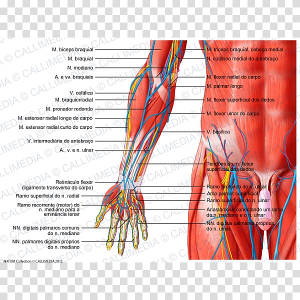 Anterior compartment of the. Elbow clipart muscle
