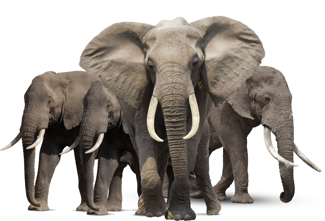 elephants clipart family