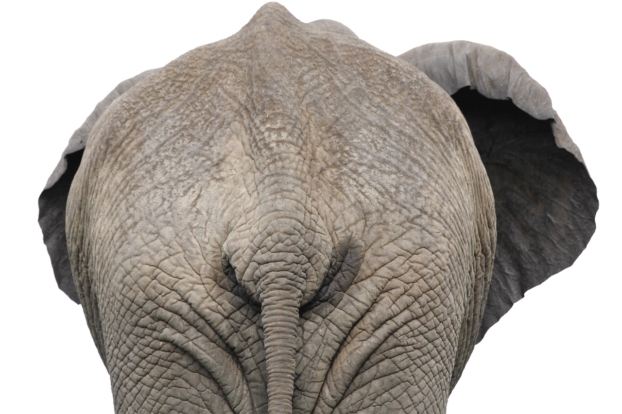 elephants clipart side view