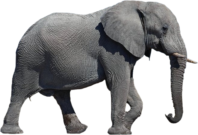 elephants clipart transparent background