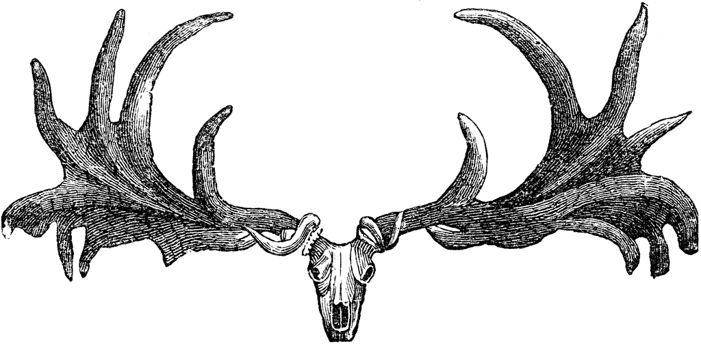 elk clipart animal extinction