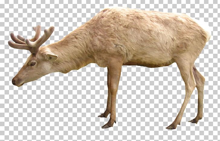 Reindeer red deer png. Elk clipart arctic