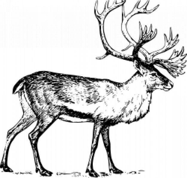 Caribou sketch crush animal. Elk clipart arctic
