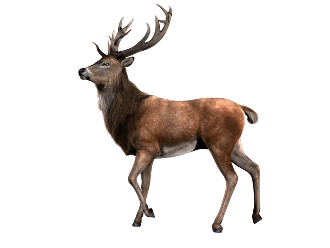 Elk clipart barasingha. Deer images png siewalls