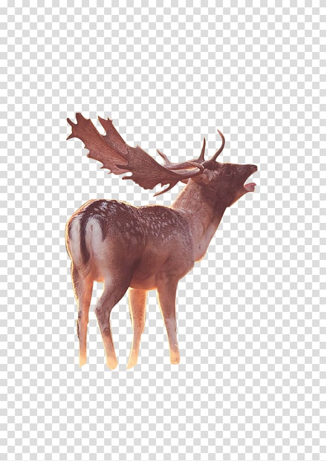 Reindeer deer transparent background. Elk clipart brown