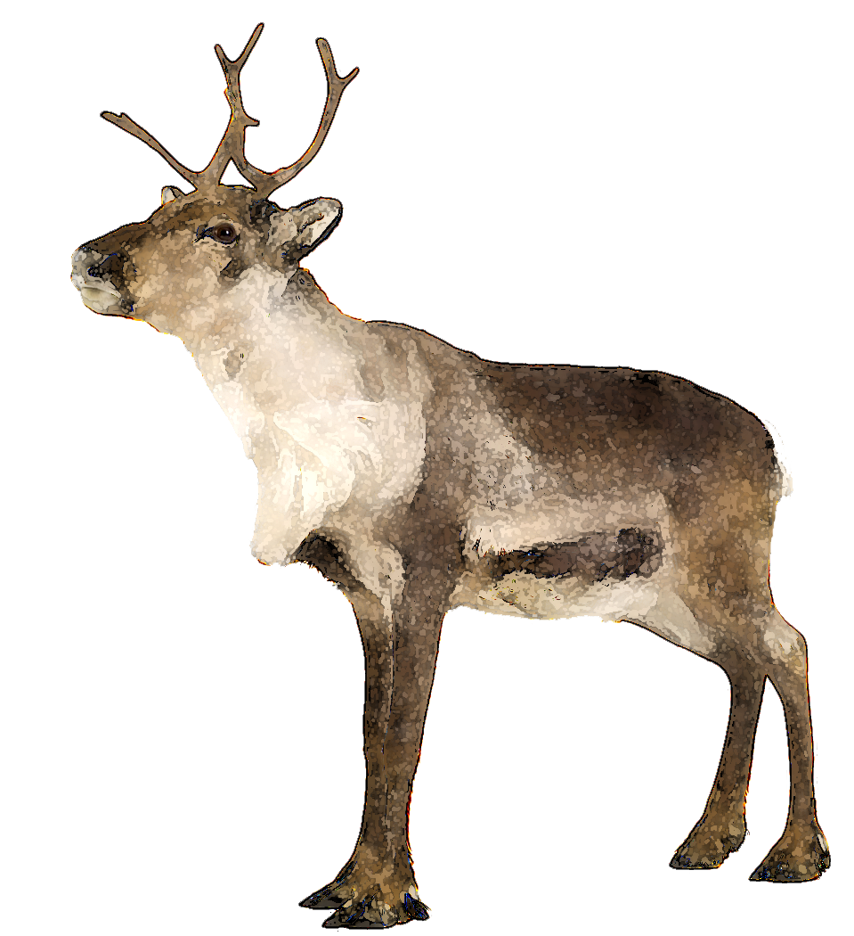 elk clipart caribou