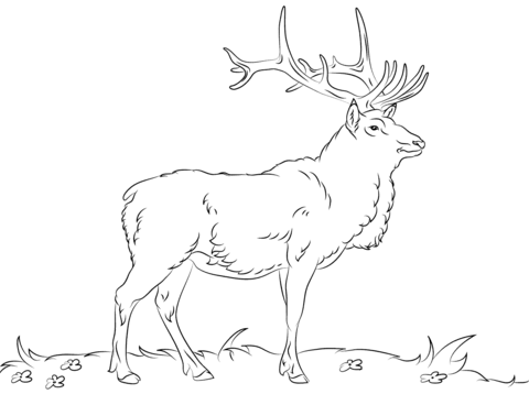 elk clipart coloring