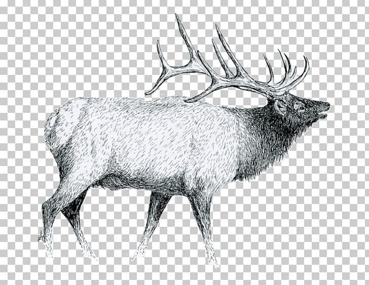 elk clipart drawing