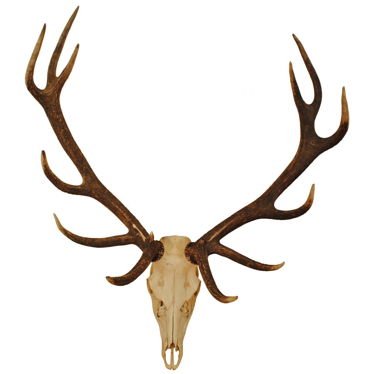 elk clipart european mount