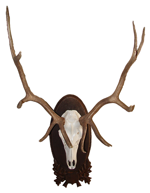 elk clipart european mount