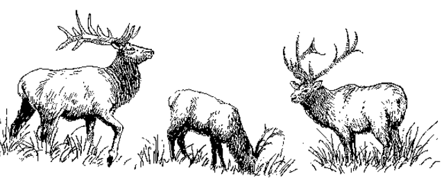 elk clipart game wild