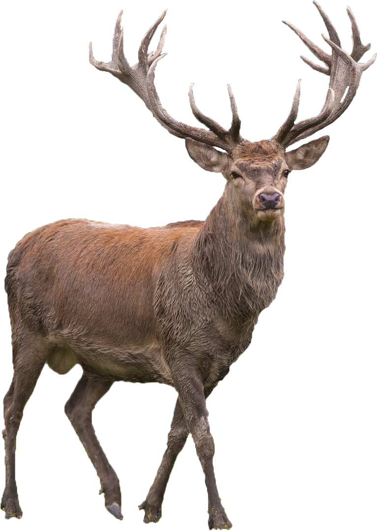 Elk clipart golden deer, Elk golden deer Transparent FREE for download