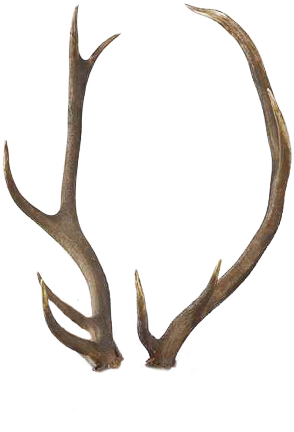 elk clipart horns