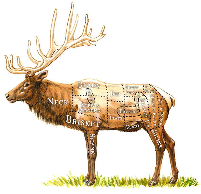 elk clipart transparent