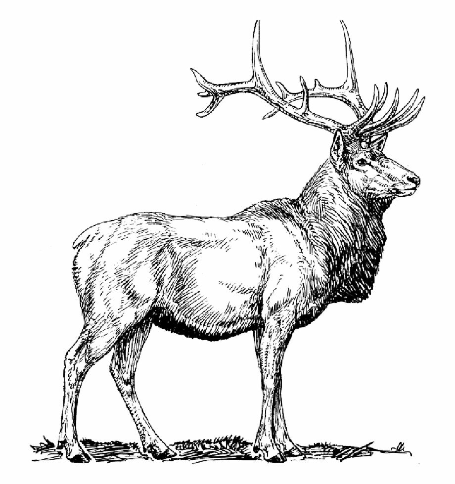 Moose deer head drawings. Elk clipart wild animal