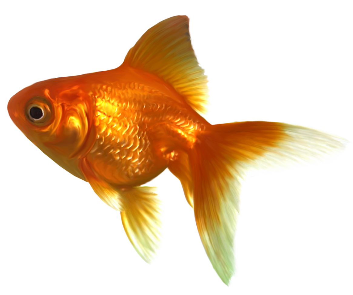 goldfish clipart basic fish