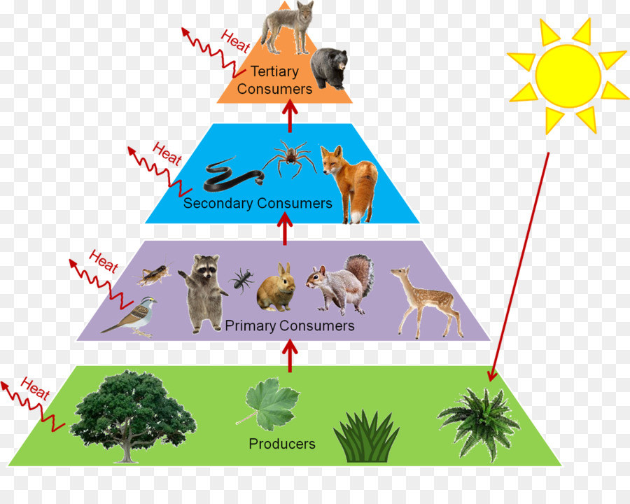 Tropical tree ecology line. Energy clipart ecological