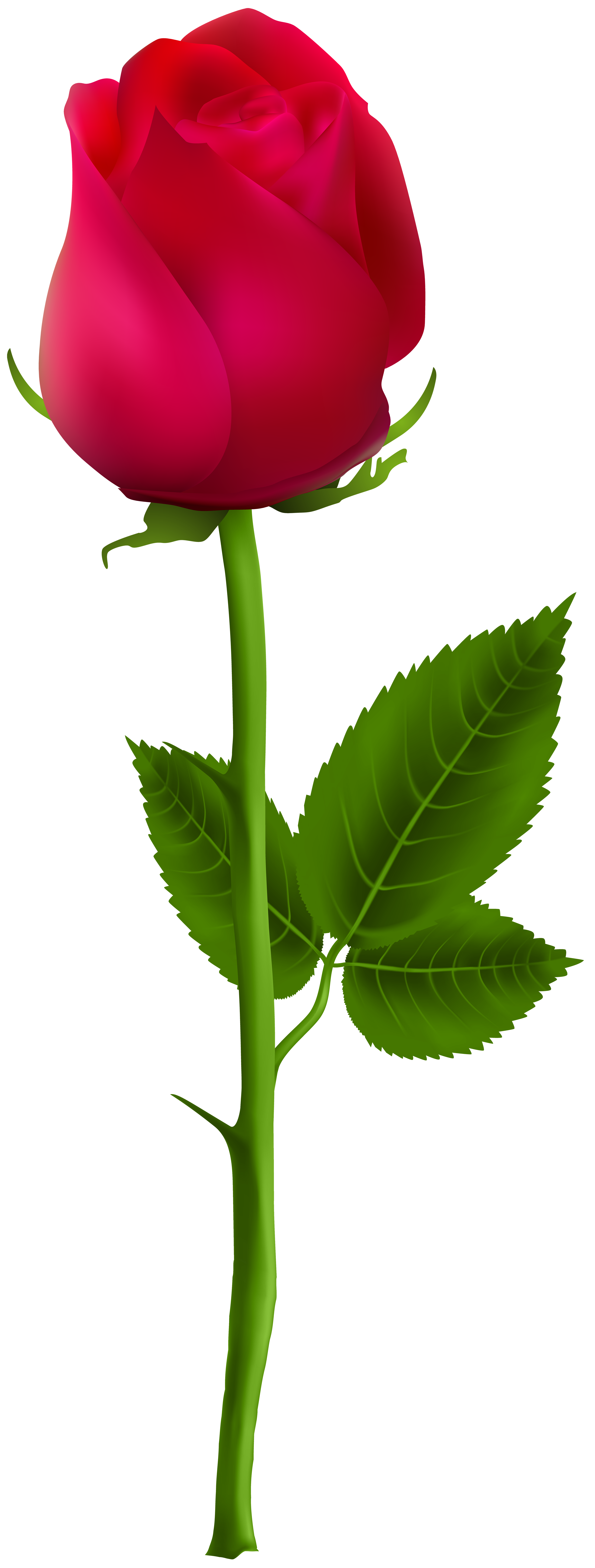 Red png clip art. Engagement clipart rose