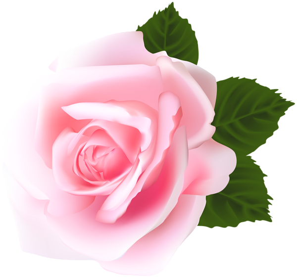 Pink png clip art. Engagement clipart rose