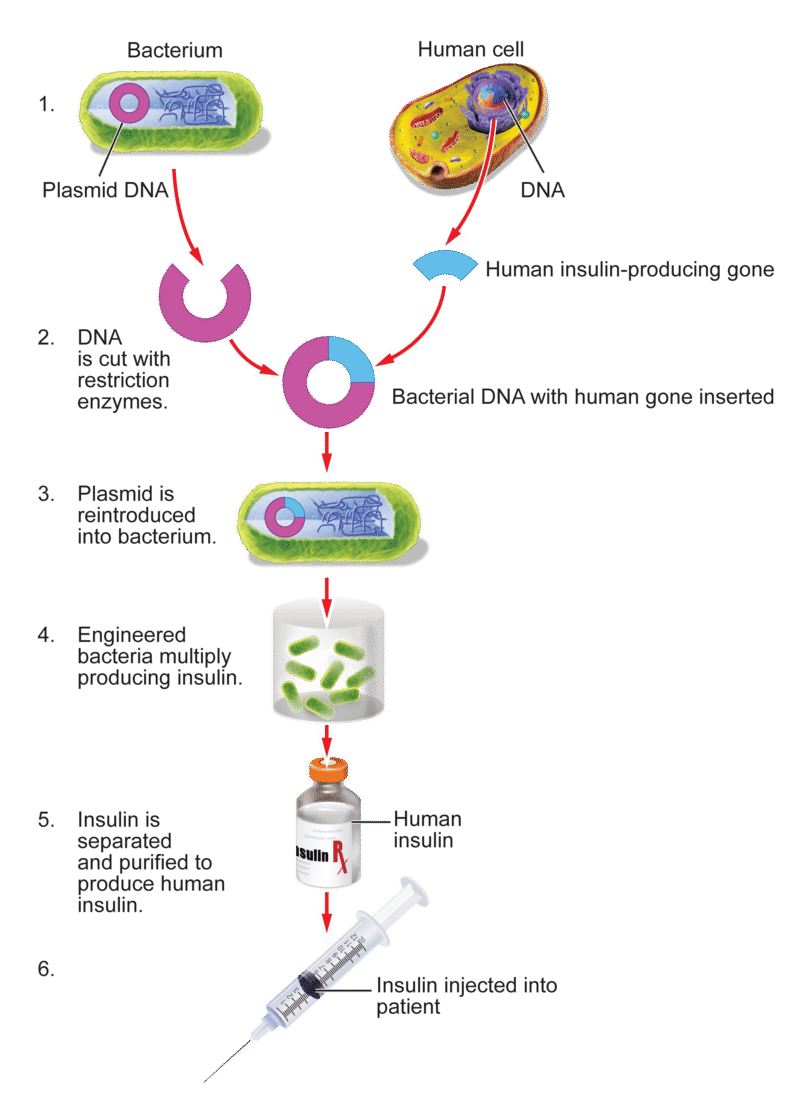 Genetically engineered insulin by. Engineering clipart genetic engineering