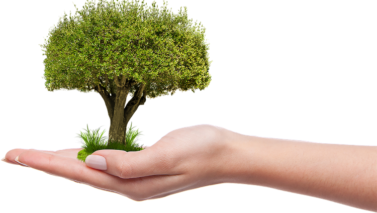 Trees reasons why you. Planting clipart need plant