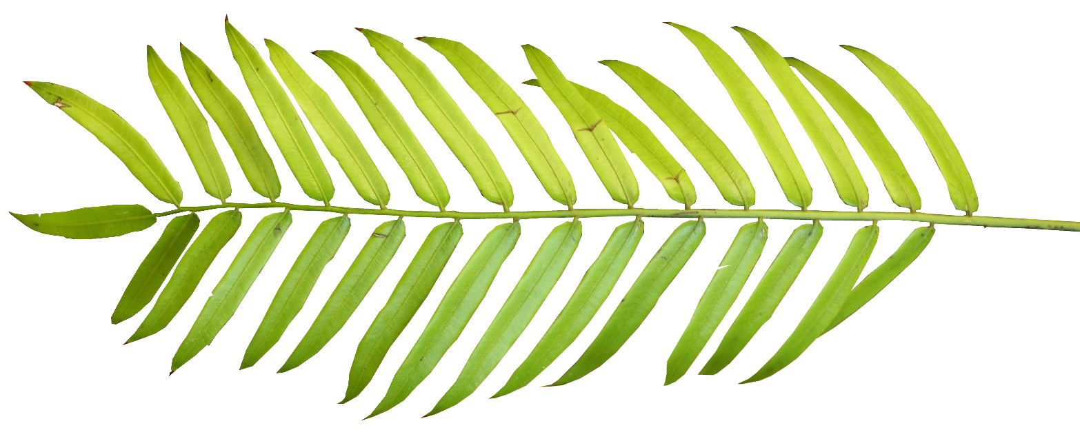 leaves clipart tropical