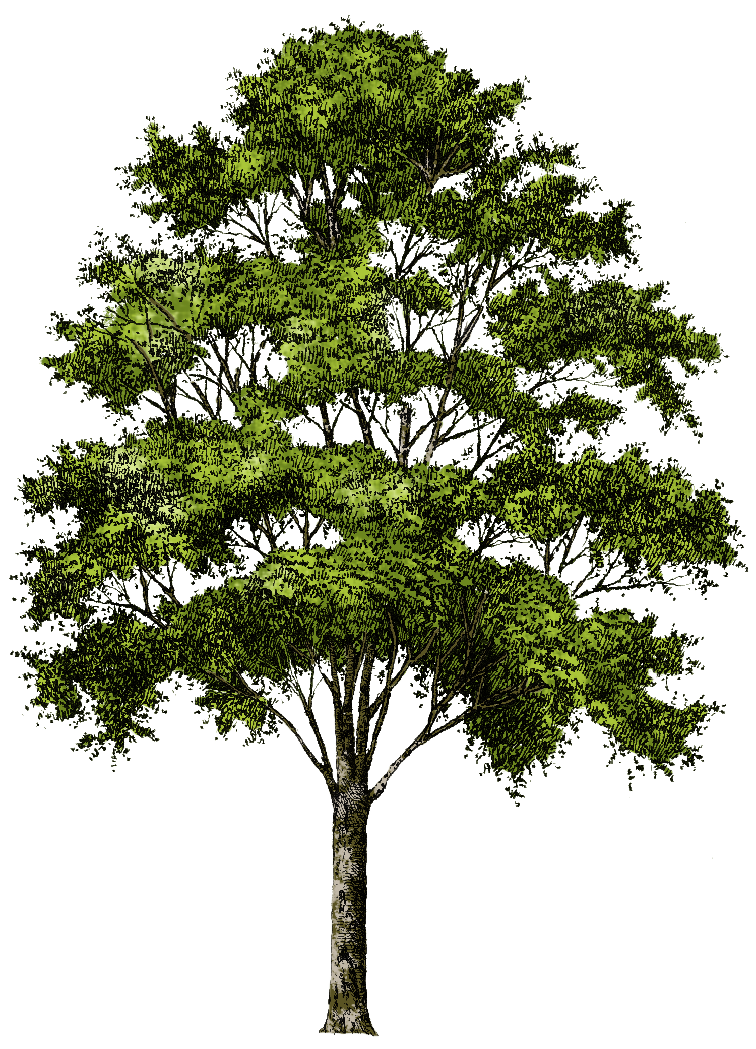 planting clipart tree
