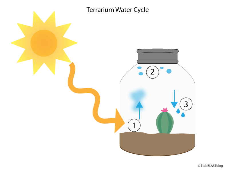 Evaporation clipart water cycle. Terrarium google search weather
