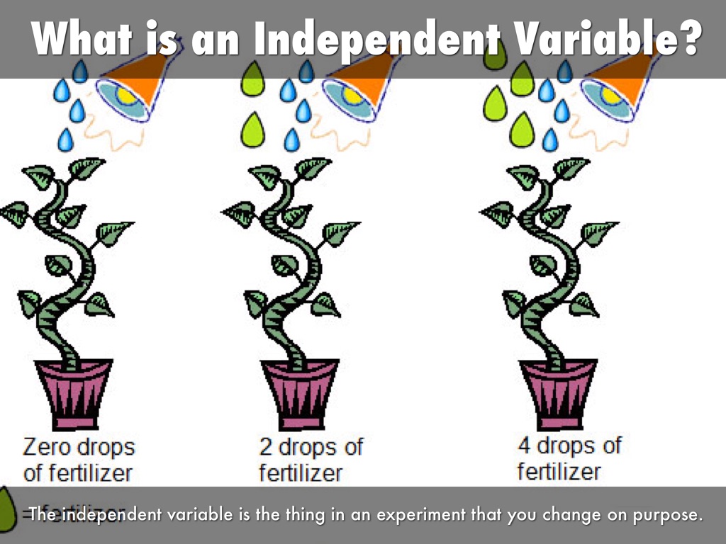 Experiment Clipart Independent Variable Experiment Independent 