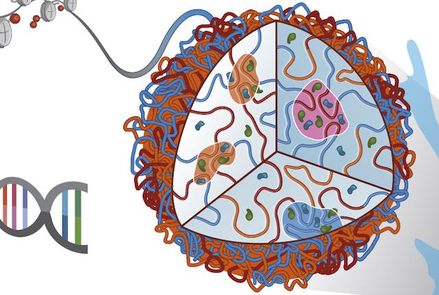 Experiment clipart natural sciences. Chromosome organization emerges from