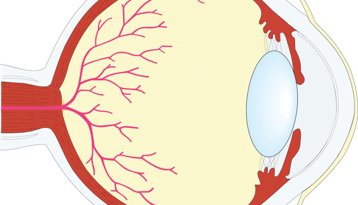 eyeball clipart sensory impairment