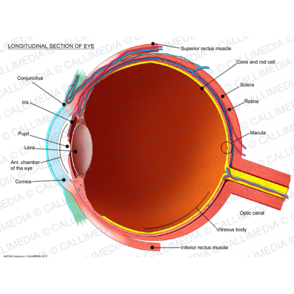 Eyeball clipart visual disability. Longitudinal section of eye