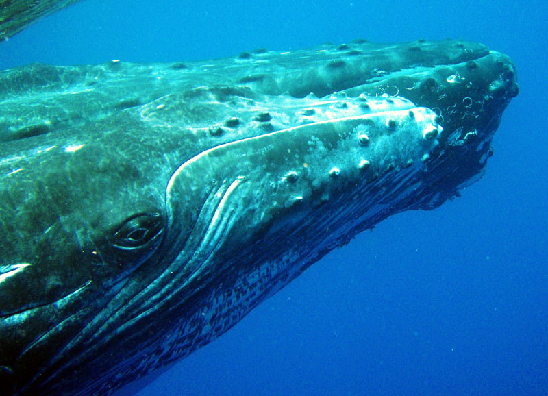 eyeball clipart whale