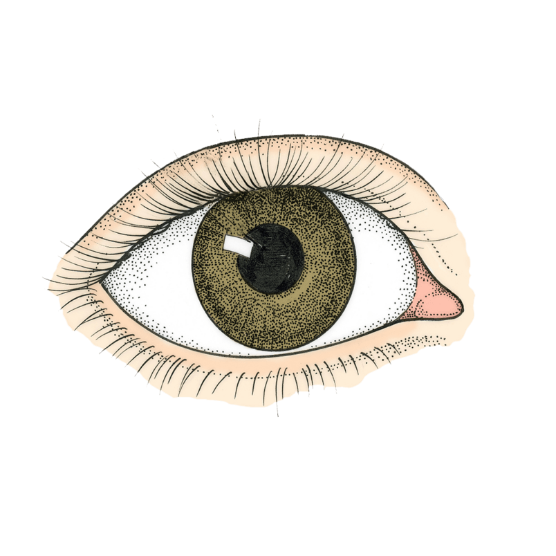 Eyebrow clipart 眼睛.  png pngpngadobe photoshoppng