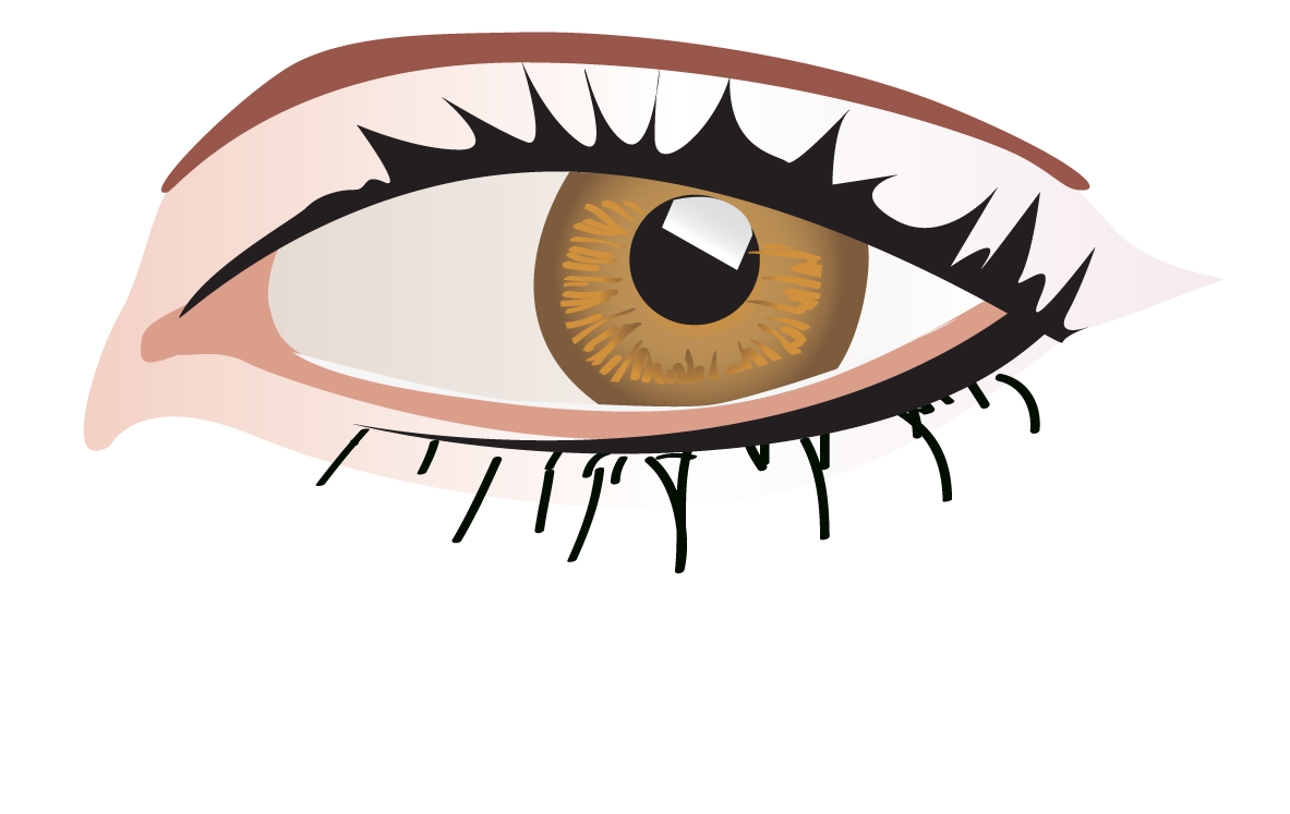Eyebrow clipart 眼睛.  png