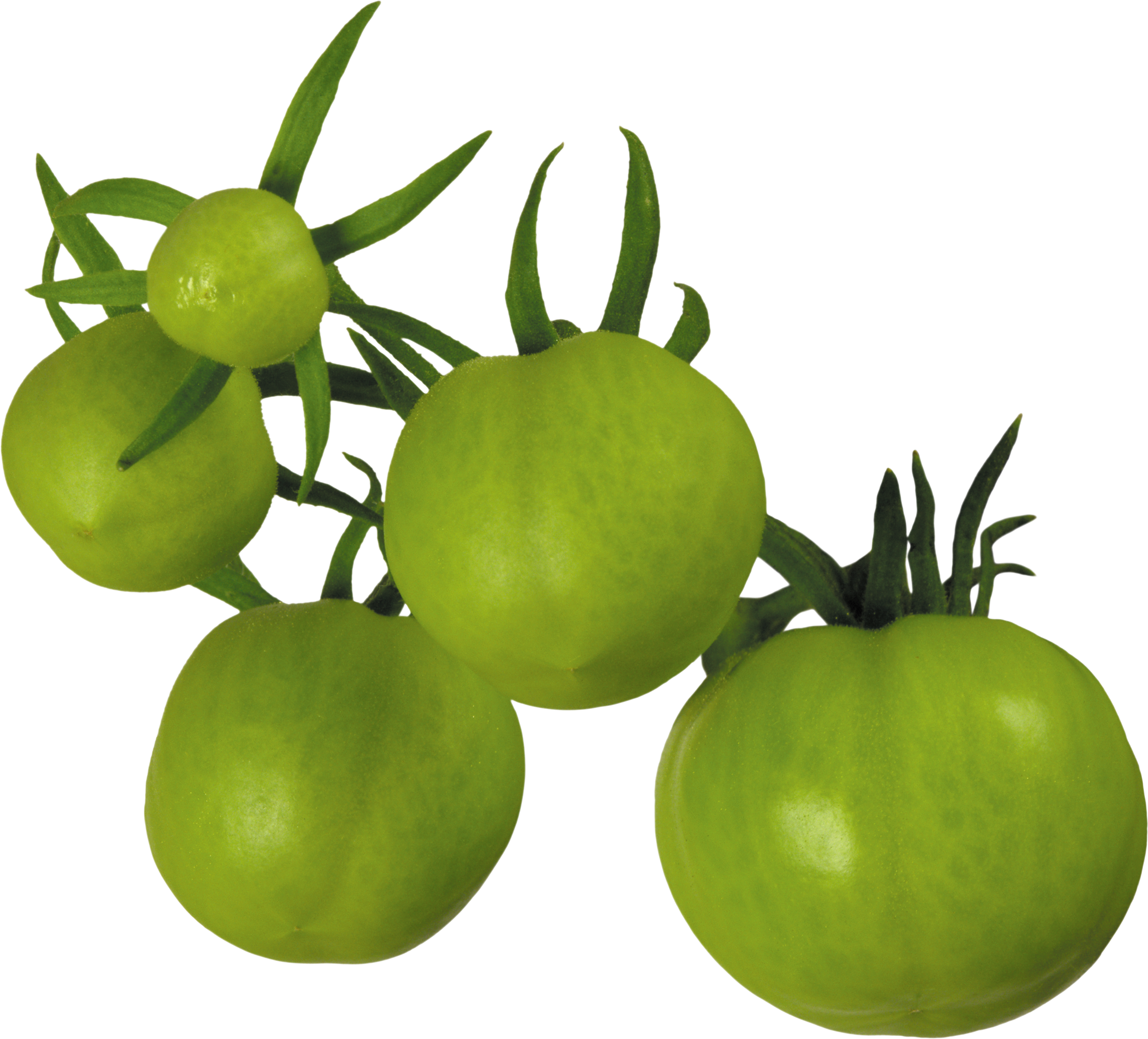 Forty seven isolated stock. Outline clipart tomato