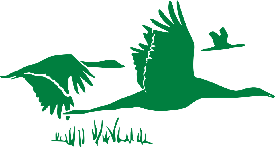 Geese migration free on. Face clipart goose