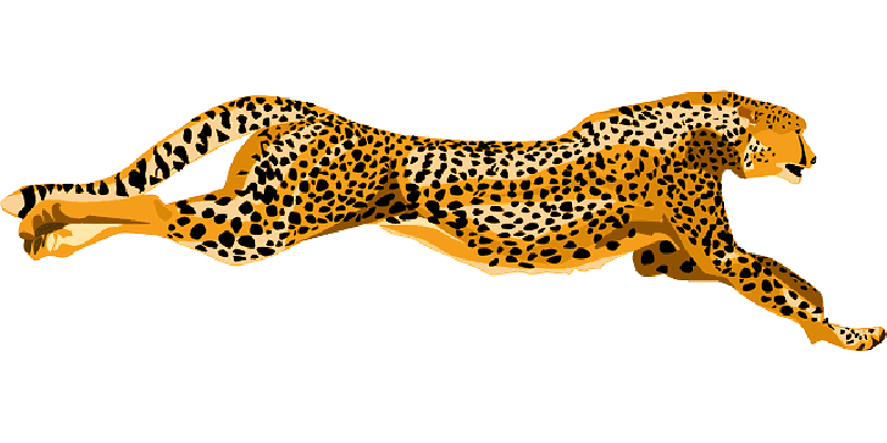 face clipart leopard