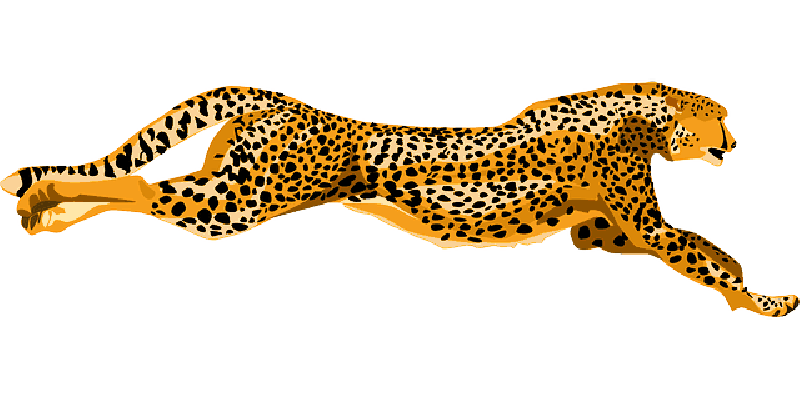 Face clipart leopard. Free pictures spots images