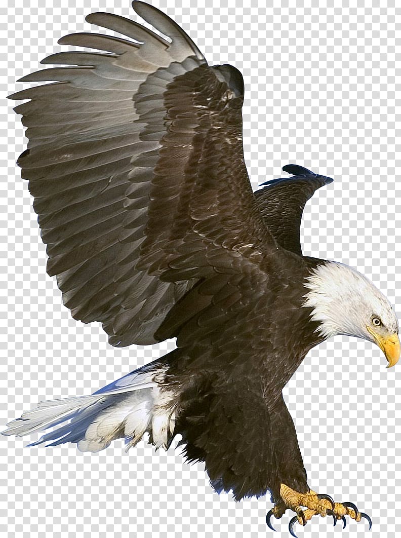 Bald black transparent . Falcon clipart american eagle