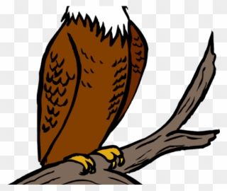 Bald carnivore on tree. Falcon clipart american eagle