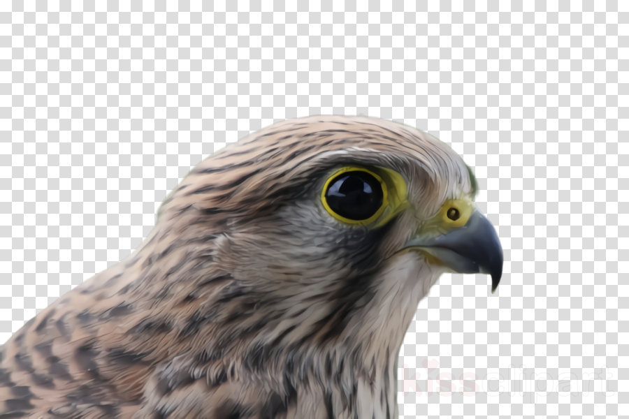 falcon clipart beak