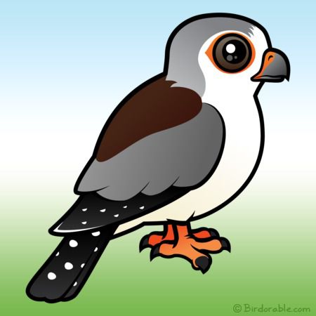 falcon clipart bird african
