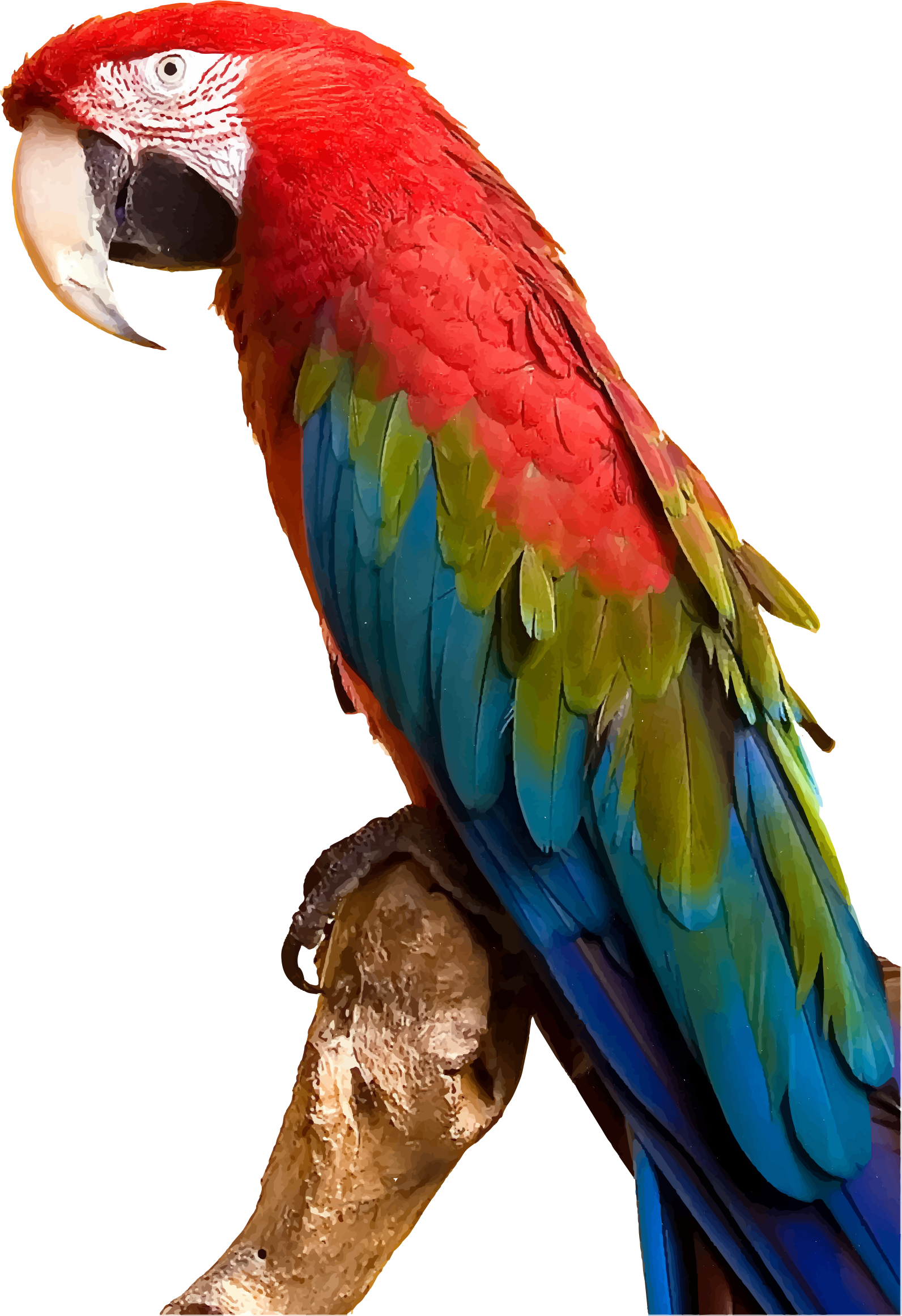 Rainforest clipart rare bird. Colorful parrot by gdj