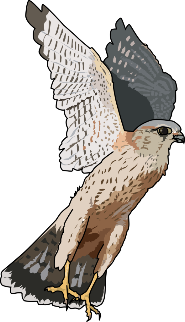 hawk clipart blue falcon