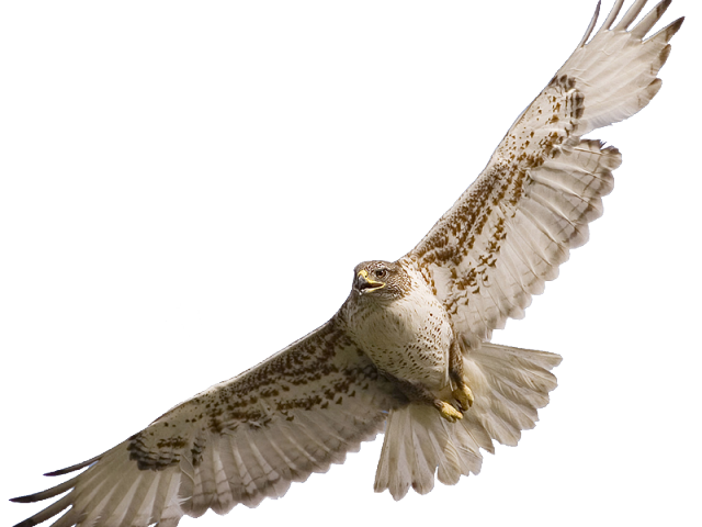 falcon clipart chicken hawk