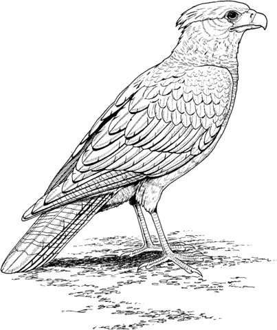 falcon clipart coloring