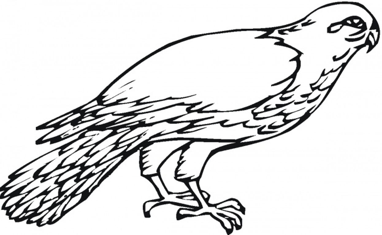 falcon clipart coloring